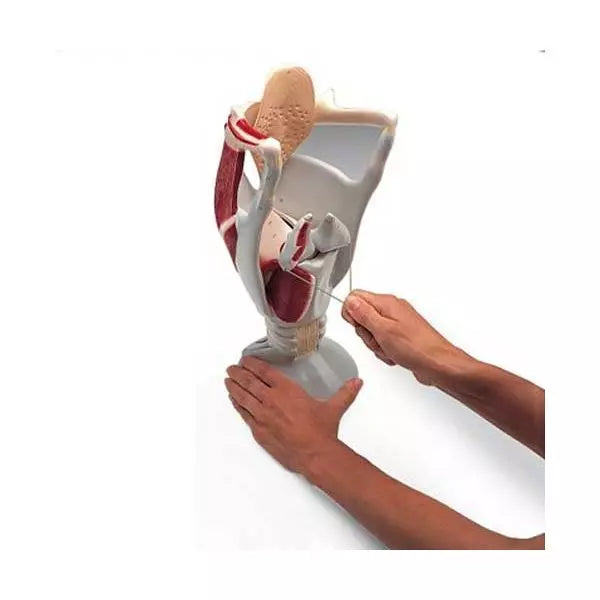 Zväčšený model ľudského hrtanu s jazylkou - pohyblivý