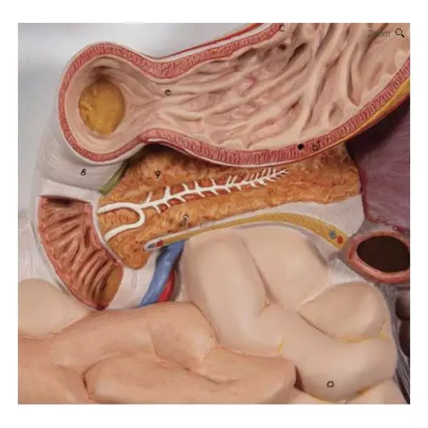 Reliéfny model tráviaceho systému v životnej veľkosti - odnímateľné časti