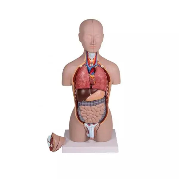 Model ľudského trupu - 1/2 životnej veľkosti - s odnímateľnou hlavou