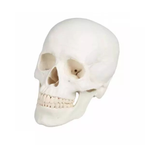 3-dielny model ľudskej lebky – realistická reprodukcia