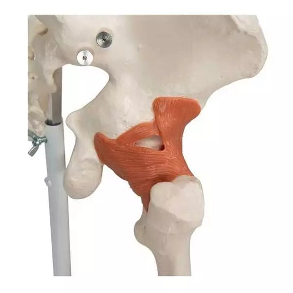 Anatomický model kostry Leo s pružnými väzmi - životná veľkosť