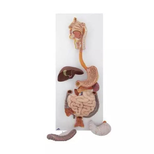 Reliéfny model tráviaceho systému v životnej veľkosti - odnímateľné časti