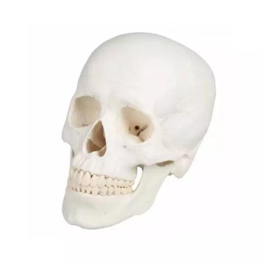 3-dielny model ľudskej lebky – realistická reprodukcia