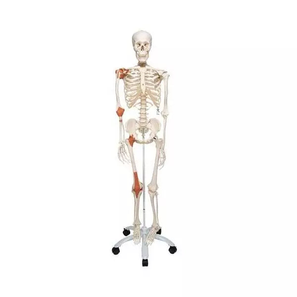 Anatomický model kostry Leo s pružnými väzmi - životná veľkosť